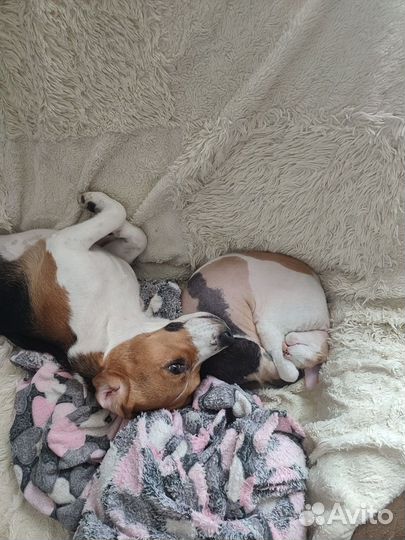 Передержка животных