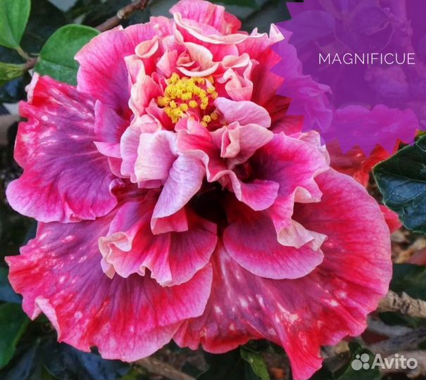 Гибискус гибридный черенок