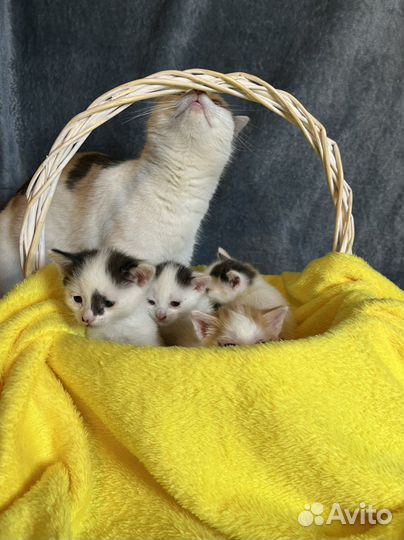 Котята в добрые руки бесплатно