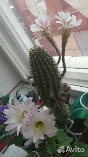 Кактусы сорт цветущий