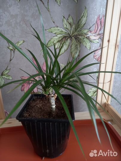 Драцена-цветок счастья