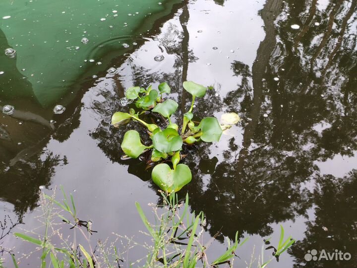 Водный гиацинт