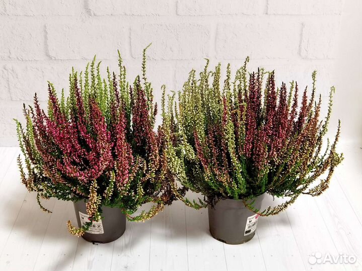 Каллуна вереск, комнатные цветы