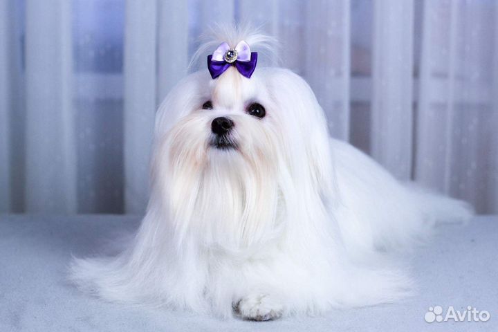 Мальтезе девочка