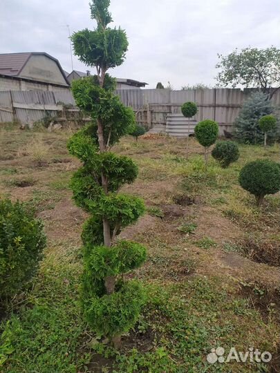 Туи, самшиты, голубые ели и т.д