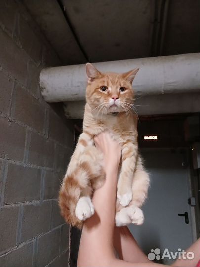 Кот в добрые руки