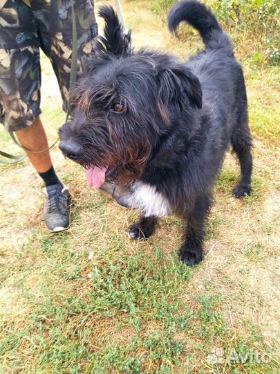 Собаки в дар бесплатно