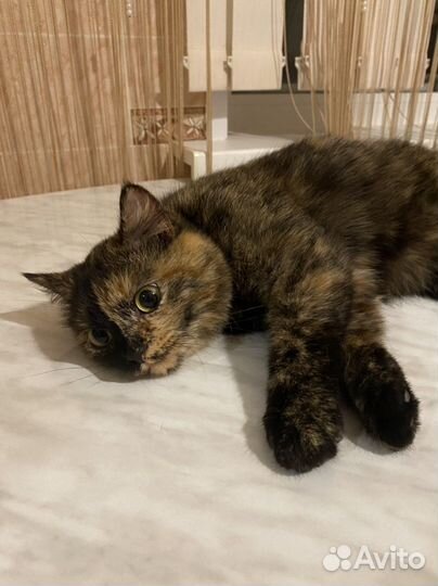 Отдам маленькую кошку