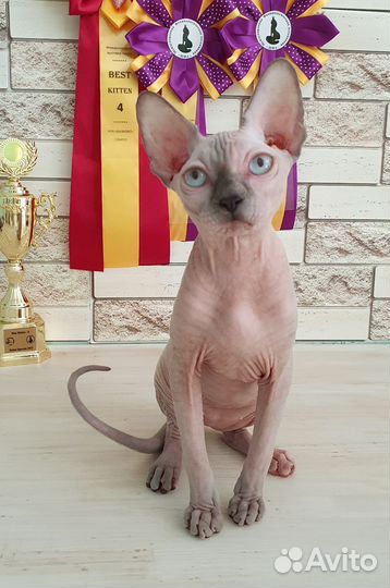 Канадский сфинкс