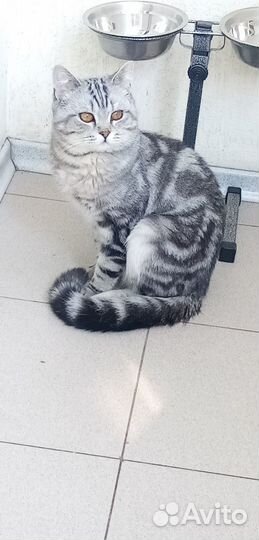 Шотландский кот вязка