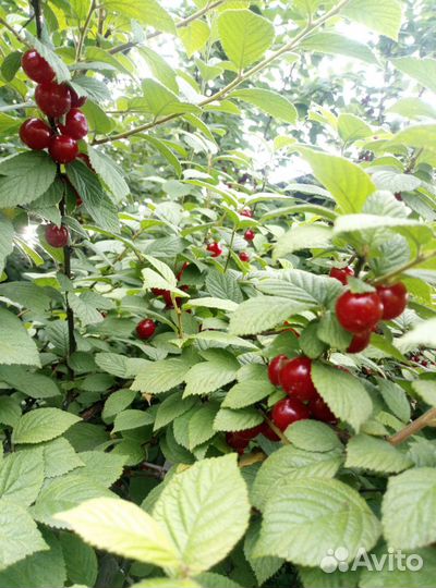 Саженцы вишни