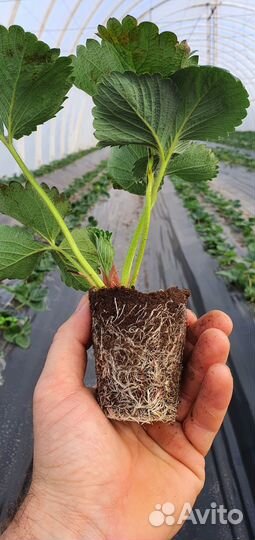 Рассада клубники