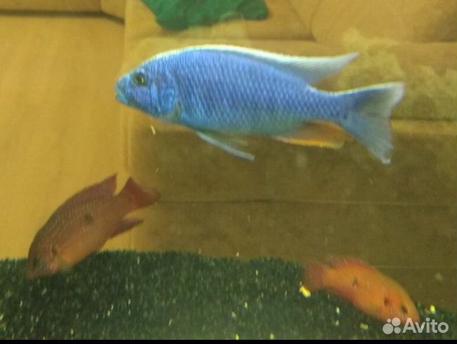 Цихлиды елоу