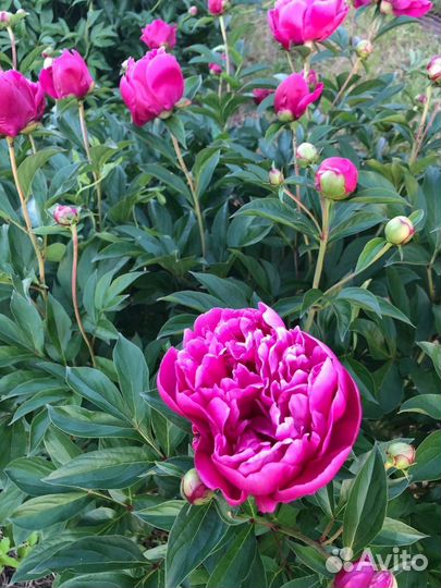 Пионы саженцы(корни), ландыши саженцы