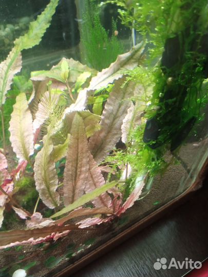 Аквариумные растения