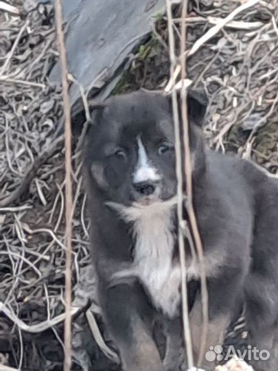 Двортерьер