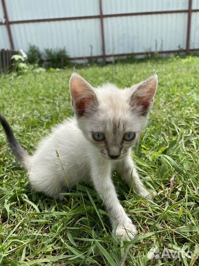 Котята полукровки