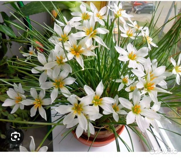 Зефирантес выскочка