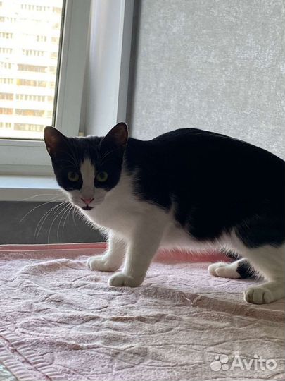 Стерелизованная котёнок девочка в дар 6 мес