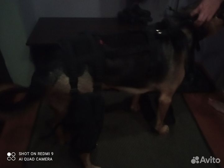 Корсет для собак послеоперационный