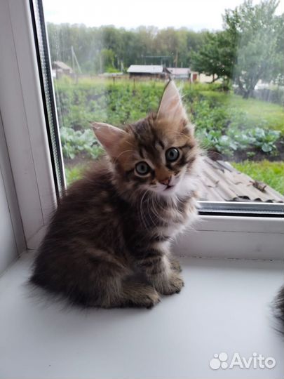 Кошечка