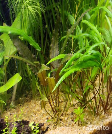 Барклайя, кувшинки, ароидные и др