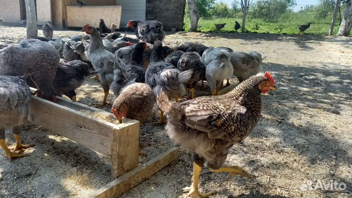 Куры Чешский Доминант