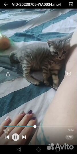 Котята о вислоухой кошки