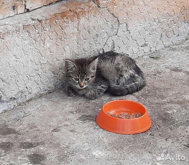 Котёнок 1 месяц