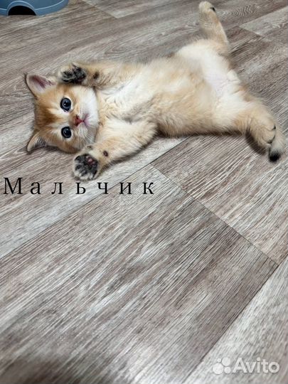 Шотладские котята