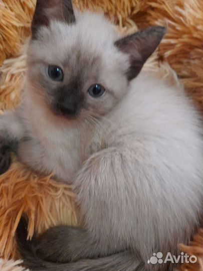 Кошка тайская