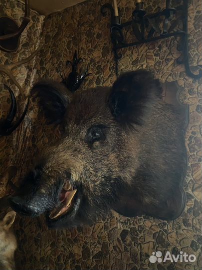 Дикий кабан