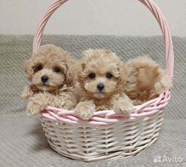 Мальтипу f1 mini