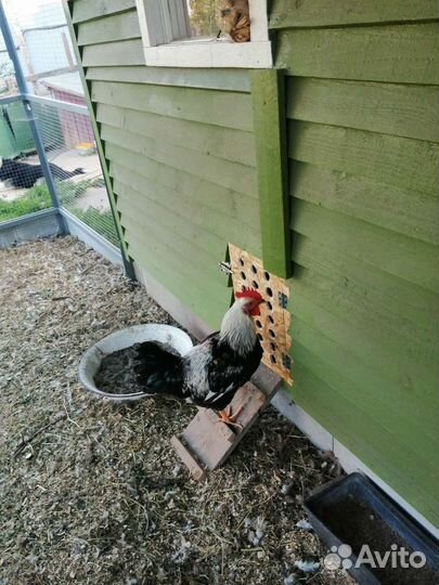 Петух Загорская лососевая