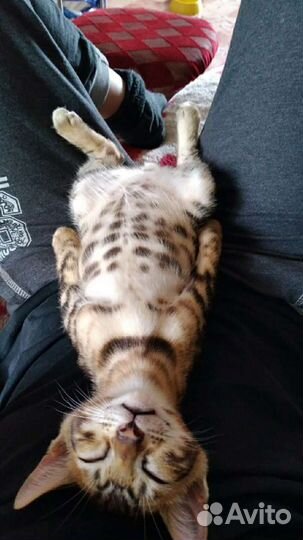 Элитные леопардики