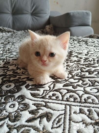 Шотландские вислоухие котята
