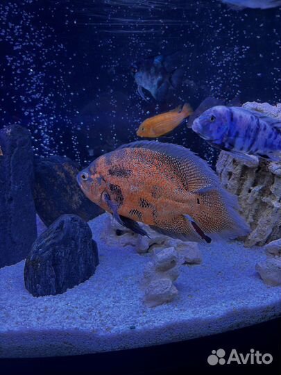 Аквариумные рыбки цихлиды