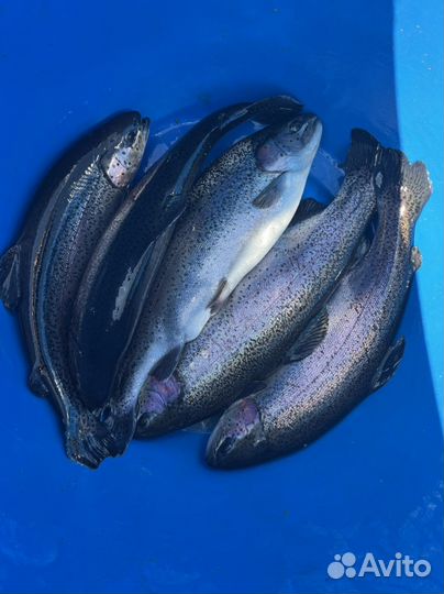 Рыба форель