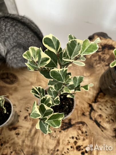 Фикус триангулярис вайт маржин (свитхарт)