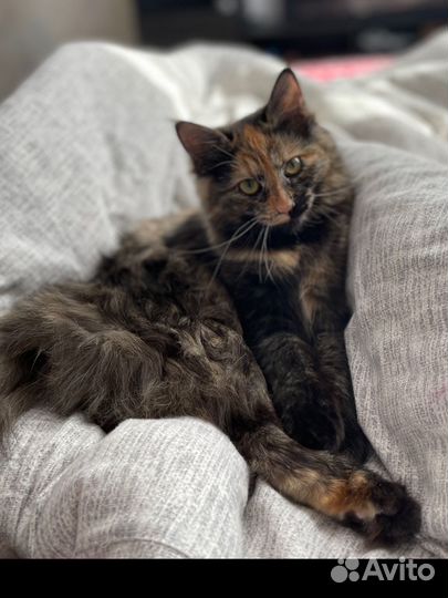 Котенок девочка в добрые руки