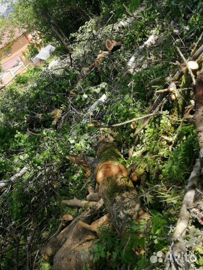 Спил деревьев