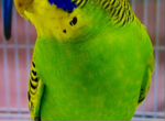 Волнистый попугай птенцы малыши