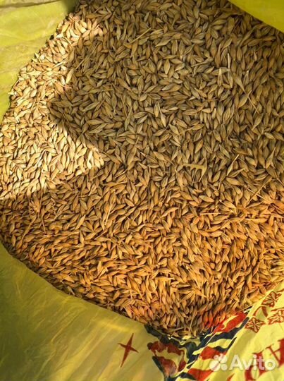 Зерно пшеница ячмень урожай 2022,кукуруза