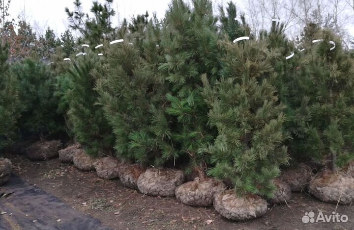 Саженцы кедра от производителя экстра класс