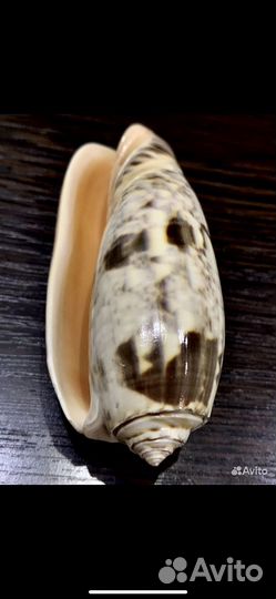 Морские ракушки раковины