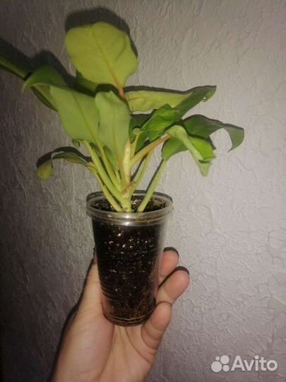Филодендроны сортовые