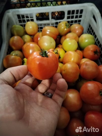 Помидоры продам оптом