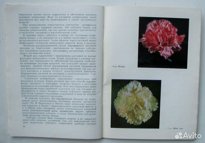 Булатов В. А. Гвоздика ремонтантная