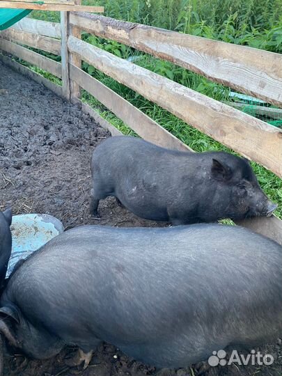 Вьетнамские вислобрюхие поросята