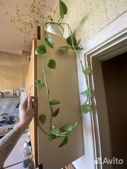 Сциндапсус эпипремнум золотистый